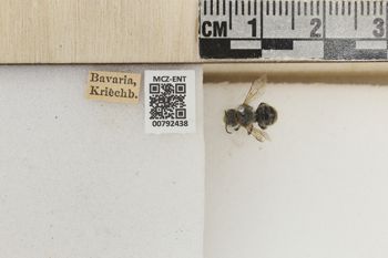 Media type: image;   Entomology 792438 Aspect: Labels